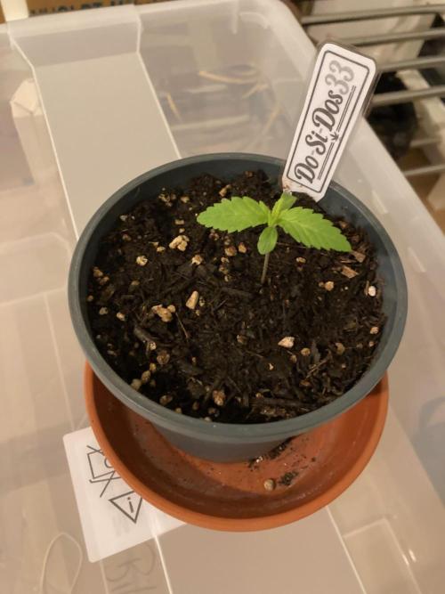 Dos Si Dos 33 Outdoor. Week 1