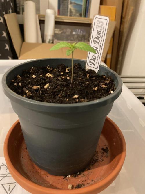 Dos Si Dos 33. Week 1