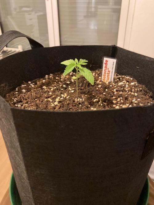 Melonade Runtz Outdoor. Week 2
