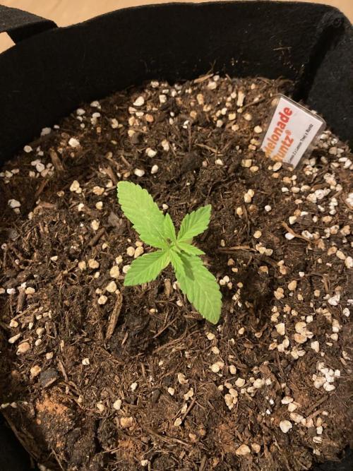 Melonade Runtz Outdoor. Week 2