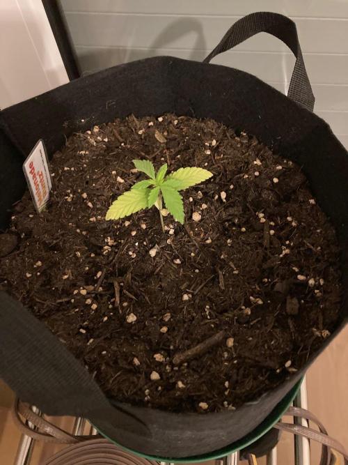 Melonade Runtz Outdoor. Week 2