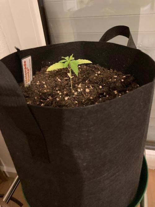 Melonade Runtz. Week 2