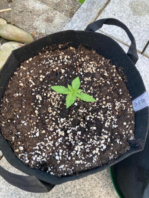 Dos Si Dos 33 Outdoor. Week 2