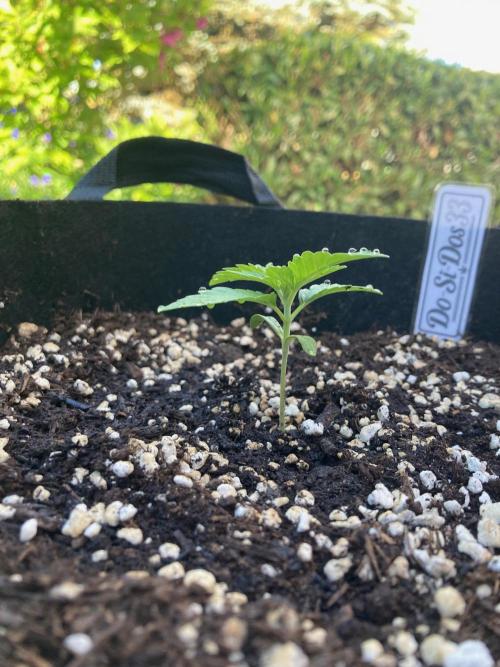 Dos Si Dos 33 Outdoor. Week 2