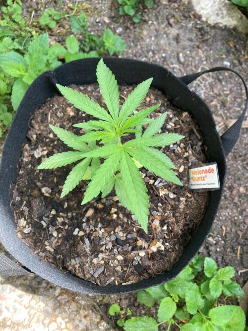 Melonade Runtz Outdoor. Week 4