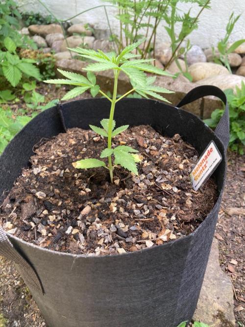 Melonade Runtz Outdoor. Week 4