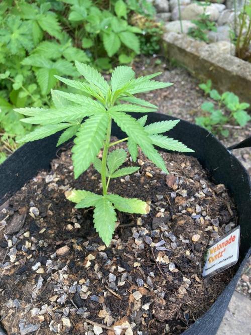 Melonade Runtz Outdoor. Week 4