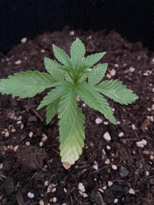 Melonade Runtz Outdoor. Week 3