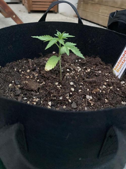 Melonade Runtz Outdoor. Week 3
