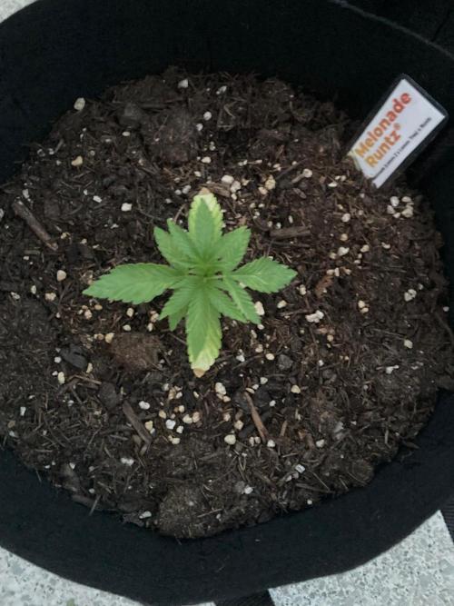 Melonade Runtz Outdoor. Week 3