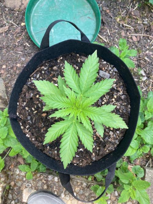 Dos Si Dos 33 Outdoor. Week 3