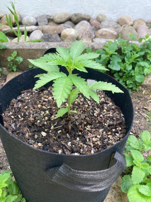 Dos Si Dos 33 Outdoor. Week 3