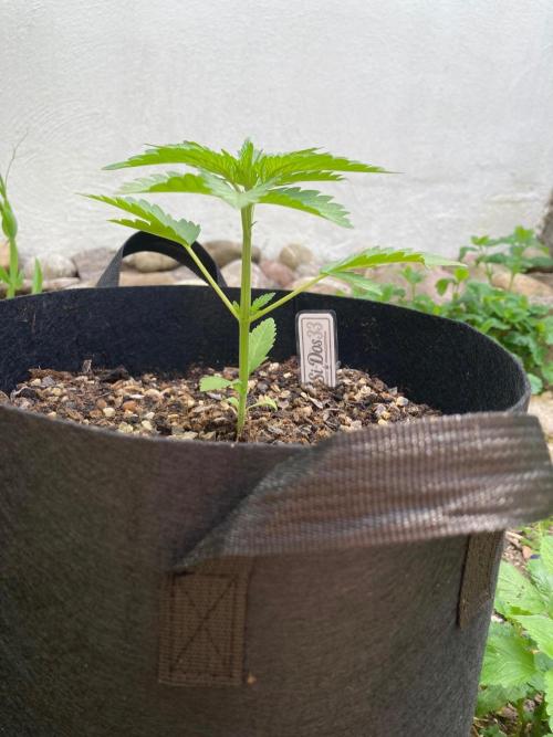 Dos Si Dos 33 Outdoor. Week 3