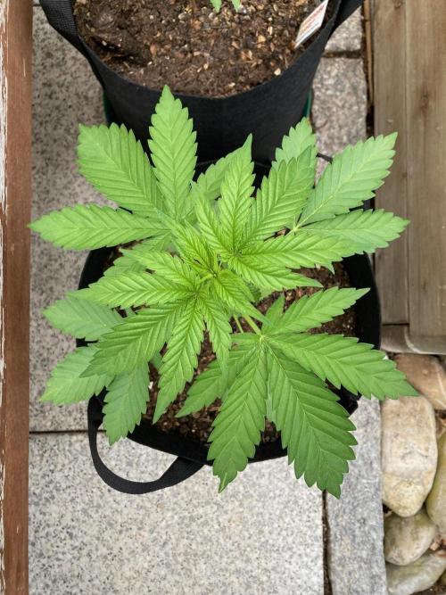 Dos Si Dos 33 Outdoor. Week 4