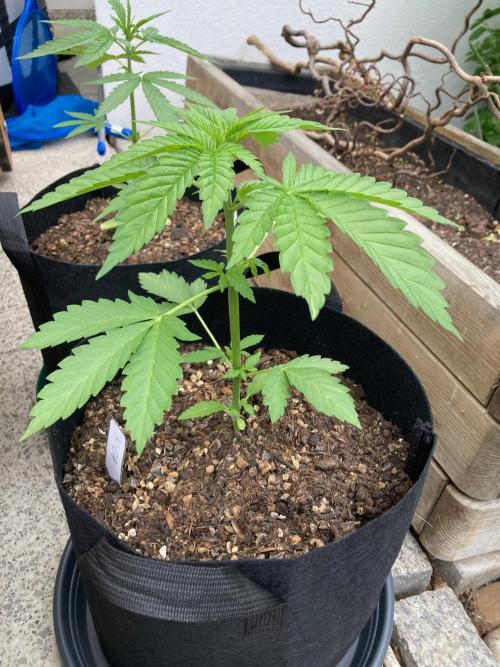 Dos Si Dos 33 Outdoor. Week 4