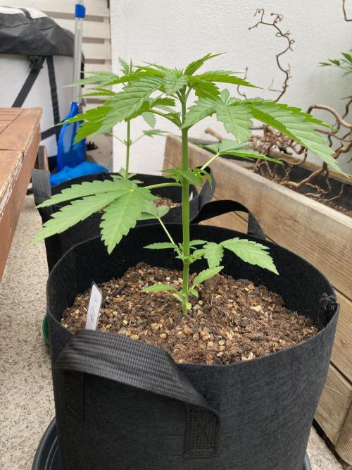Dos Si Dos 33 Outdoor. Week 4