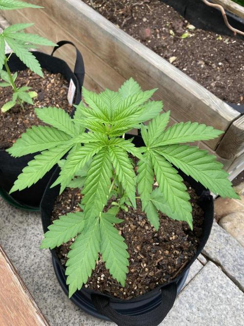 Dos Si Dos 33 Outdoor. Week 4