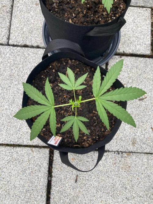 Melonade Runtz Outdoor. Week 5