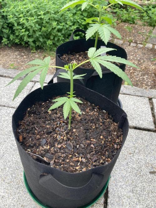 Melonade Runtz Outdoor. Week 5