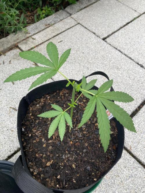 Melonade Runtz Outdoor. Week 5
