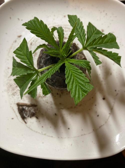 Melonade Runtz Outdoor. Week 5