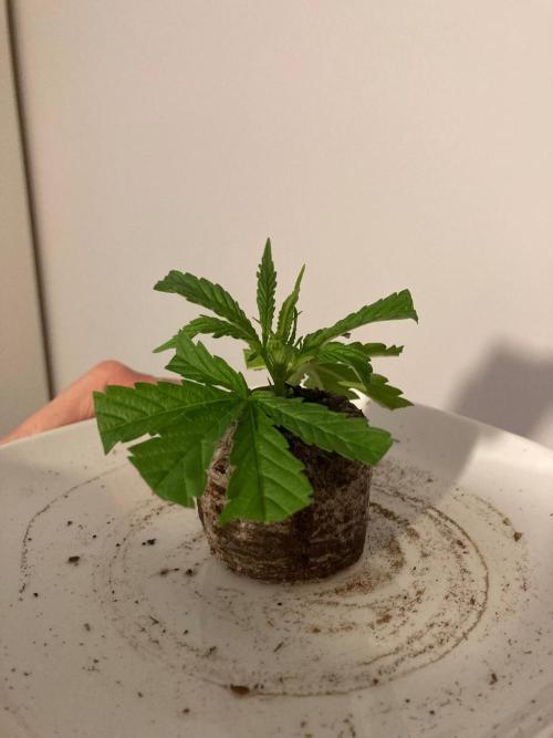 Melonade Runtz Outdoor. Week 5