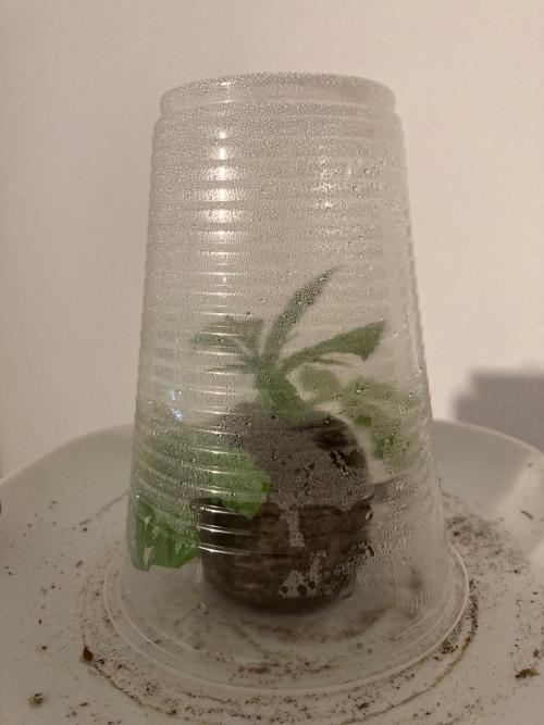 Melonade Runtz Outdoor. Week 5