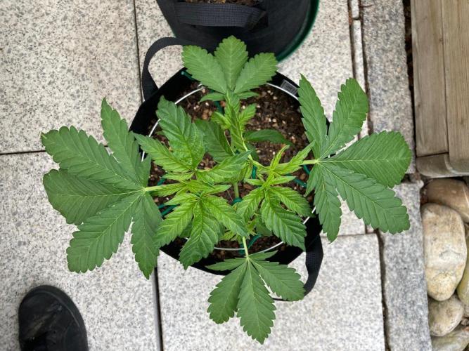 Dos Si Dos 33 Outdoor. Week 5 - 4 Tage nach dem Toppen