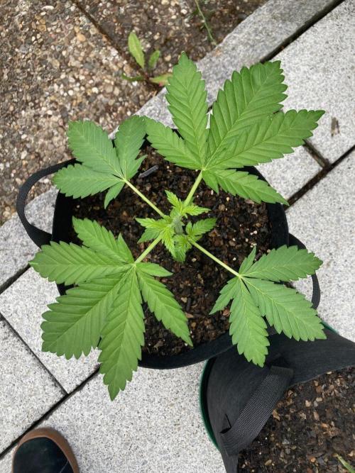 Dos Si Dos 33 Outdoor. Week 5 - Direkt nach dem Toppen