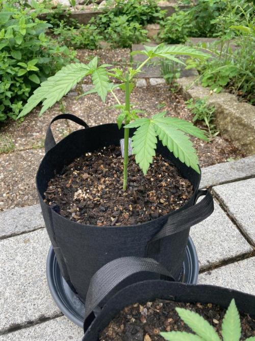 Dos Si Dos 33 Outdoor. Week 5 - Direkt nach dem Topping
