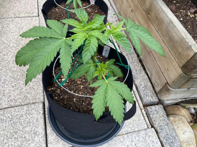 Dos Si Dos 33 Outdoor. Week 5 - 4 Tage nach dem Toppen