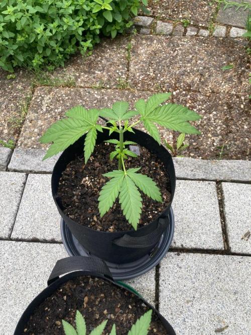 Dos Si Dos 33 Outdoor. Week 5 - Direkt nach dem Topping