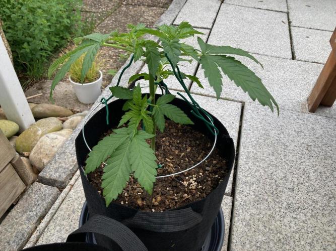 Dos Si Dos 33 Outdoor. Week 5 - 4 Tage nach dem Toppen