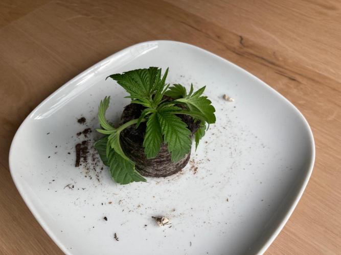 Dos Si Dos 33 Outdoor. Week 5