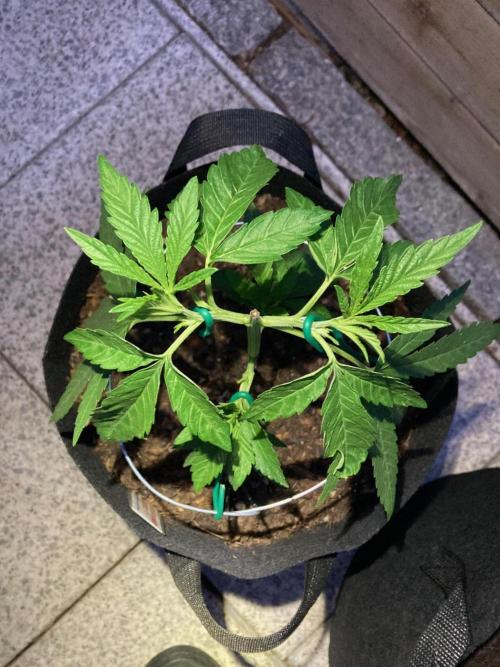Melonade Runtz Outdoor. Week 6