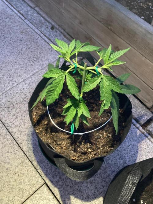 Melonade Runtz Outdoor. Week 6
