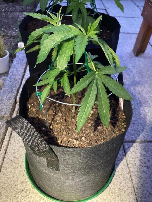 Melonade Runtz Outdoor. Week 6