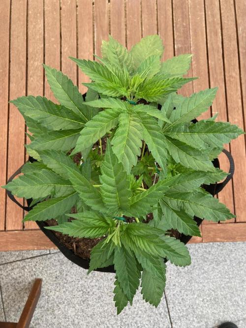 Dos Si Dos 33 Outdoor. Week 6 - Vor dem Toppen