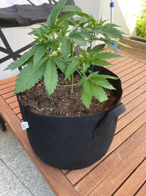 Dos Si Dos 33 Outdoor. Week 6 - Vor dem Toppen