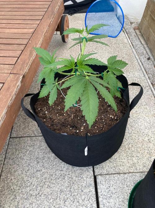 Dos Si Dos 33 Outdoor. Week 6 - Nach dem Toppen