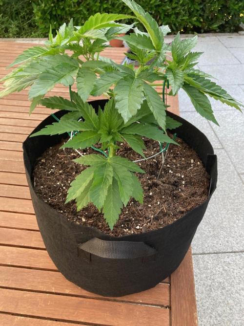 Dos Si Dos 33 Outdoor. Week 6 - Vor dem Toppen
