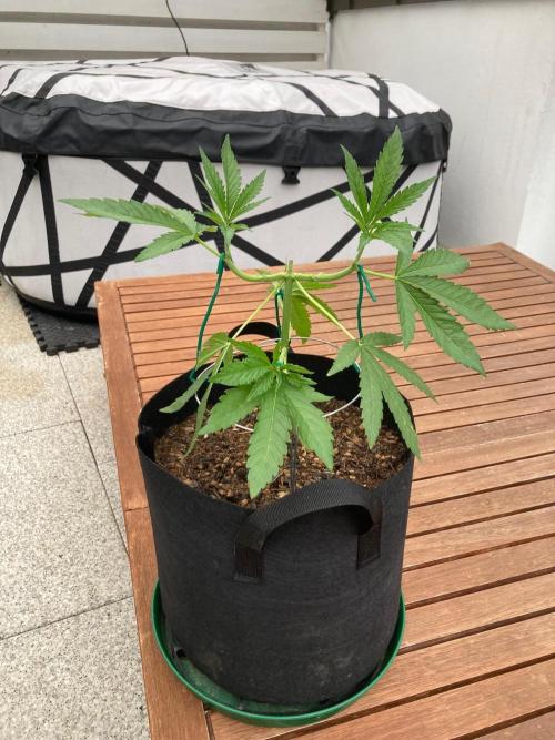 Melonade Runtz Outdoor. Week 7