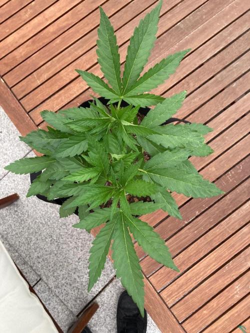 Melonade Runtz Outdoor. Week 7