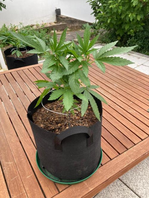 Melonade Runtz Outdoor. Week 7