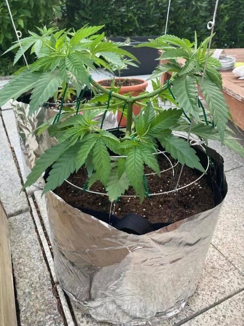Dos Si Dos 33 Outdoor. Week 7