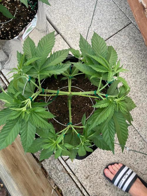 Dos Si Dos 33 Outdoor. Week 7