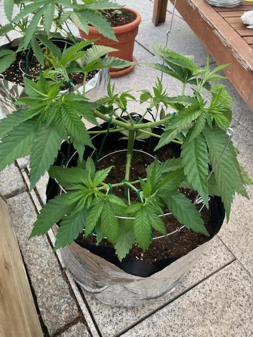 Dos Si Dos 33 Outdoor. Week 7