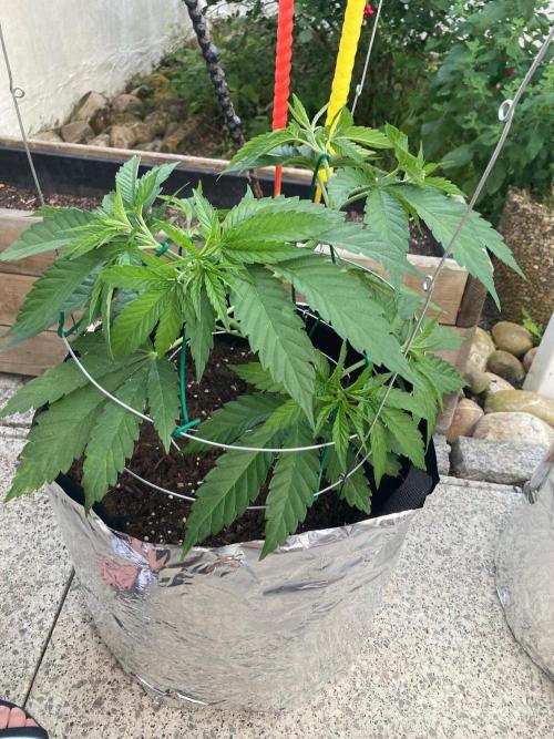 Dos Si Dos 33 Outdoor. Week 7