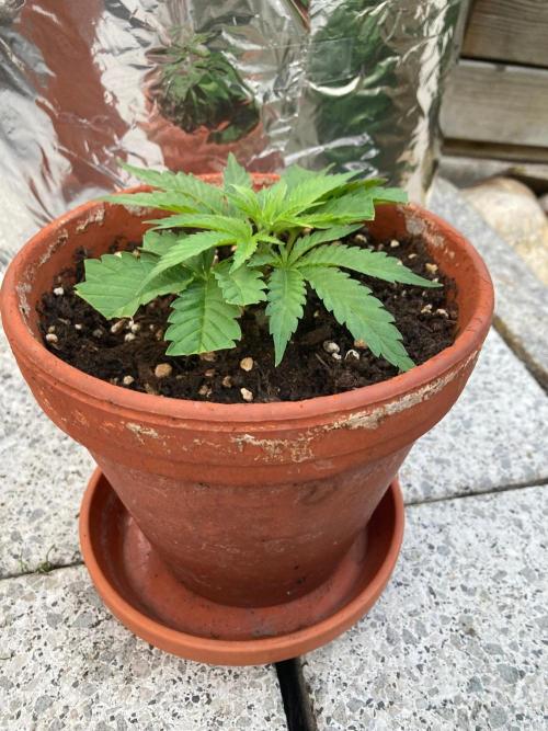Dos Si Dos 33 Outdoor. Week 7