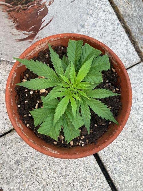 Dos Si Dos 33 Outdoor. Week 7